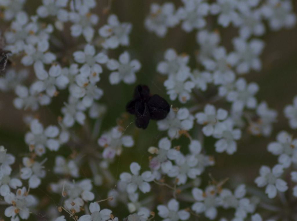 Daucus carota 2